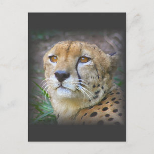 cheetah briefkaart