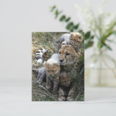 Cheetah Briefkaart (Staand voorkant)