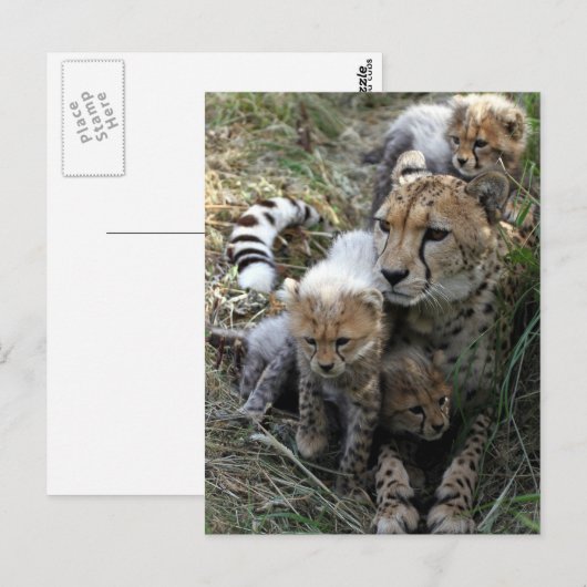Cheetah Briefkaart (Voorkant / Achterkant)