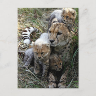 Cheetah Briefkaart