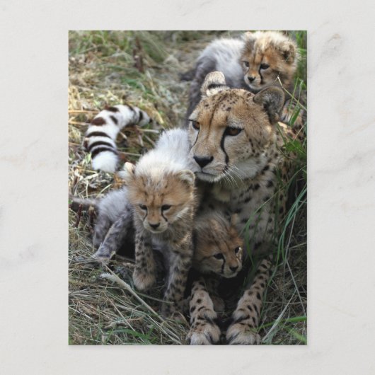 Cheetah Briefkaart (Voorkant)