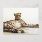 Cheetah Briefkaart (Voorkant)