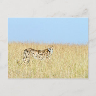Cheetah Briefkaart