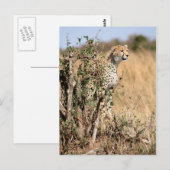 Cheetah Briefkaart (Voorkant / Achterkant)