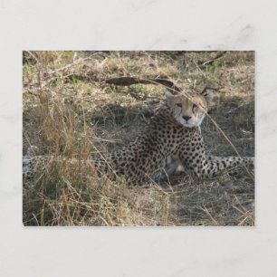 cheetah briefkaart