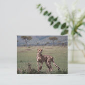 Cheetah Briefkaart (Staand voorkant)