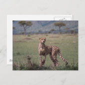 Cheetah Briefkaart (Voorkant / Achterkant)