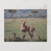 Cheetah Briefkaart (Voorkant)