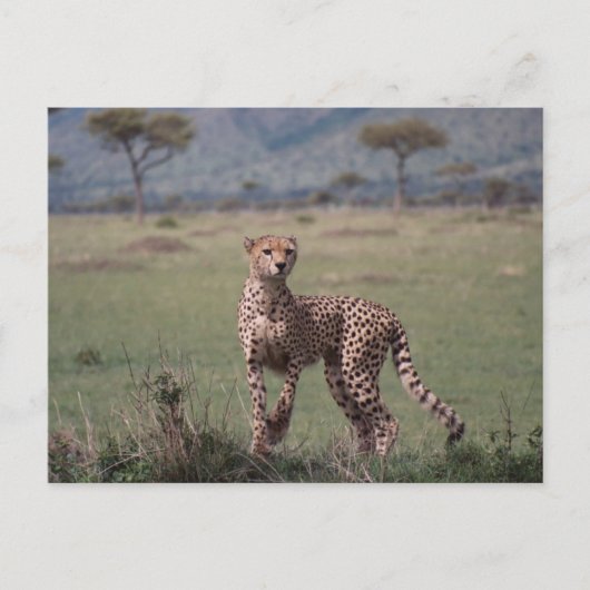 Cheetah Briefkaart (Voorkant)