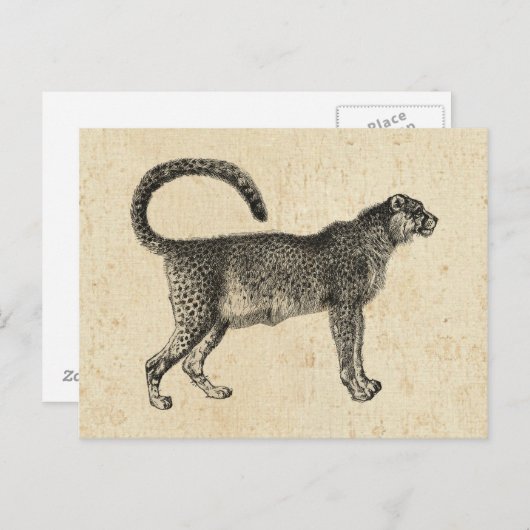  Cheetah Briefkaart (Voorkant / Achterkant)