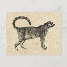  Cheetah Briefkaart