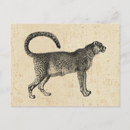 Cheetah Briefkaart (Voorkant)