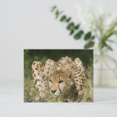 Cheetah Briefkaart (Staand voorkant)