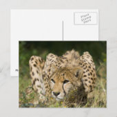 Cheetah Briefkaart (Voorkant / Achterkant)