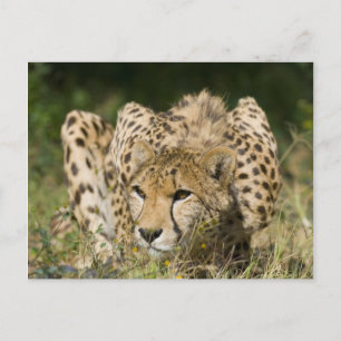 Cheetah Briefkaart