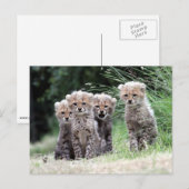 Cheetah Briefkaart (Voorkant / Achterkant)