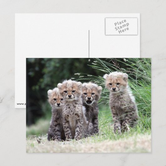 Cheetah Briefkaart (Voorkant / Achterkant)