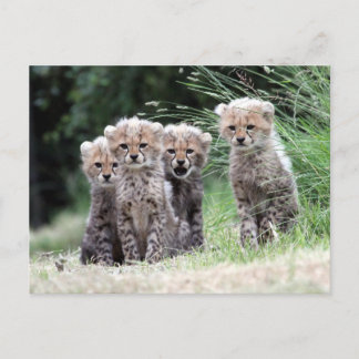 Cheetah Briefkaart
