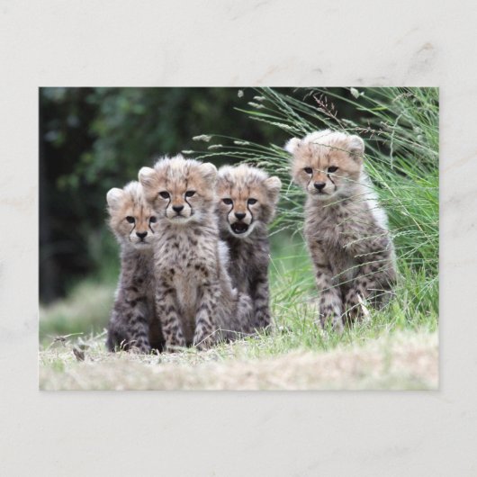Cheetah Briefkaart (Voorkant)