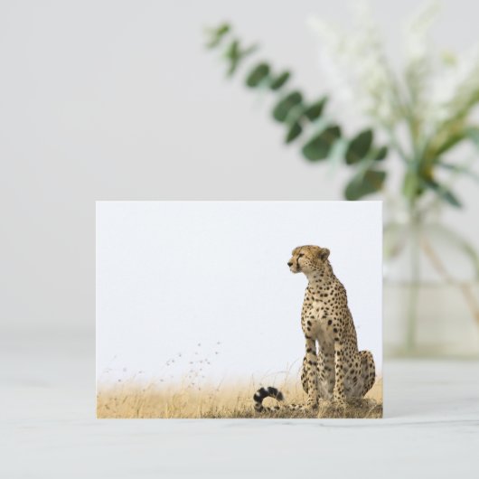 Cheetah Briefkaart (Staand voorkant)