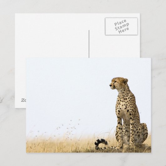Cheetah Briefkaart (Voorkant / Achterkant)