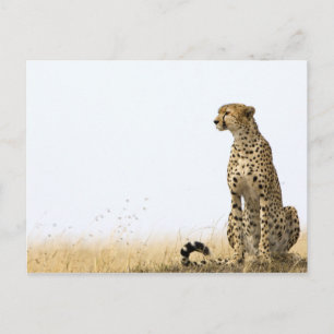 Cheetah Briefkaart