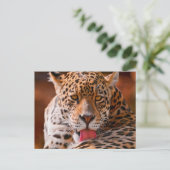 Cheetah Briefkaart (Staand voorkant)