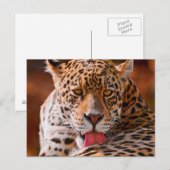 Cheetah Briefkaart (Voorkant / Achterkant)