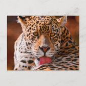 Cheetah Briefkaart (Voorkant)