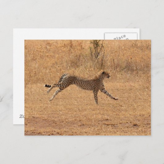 Cheetah Briefkaart (Voorkant / Achterkant)