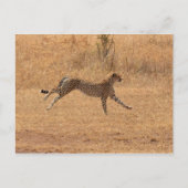 Cheetah Briefkaart (Voorkant)