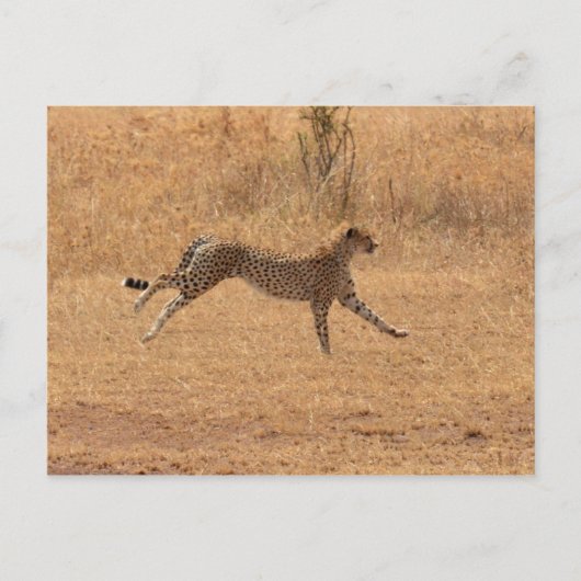 Cheetah Briefkaart (Voorkant)