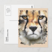 Cheetah Briefkaart (Voorkant / Achterkant)