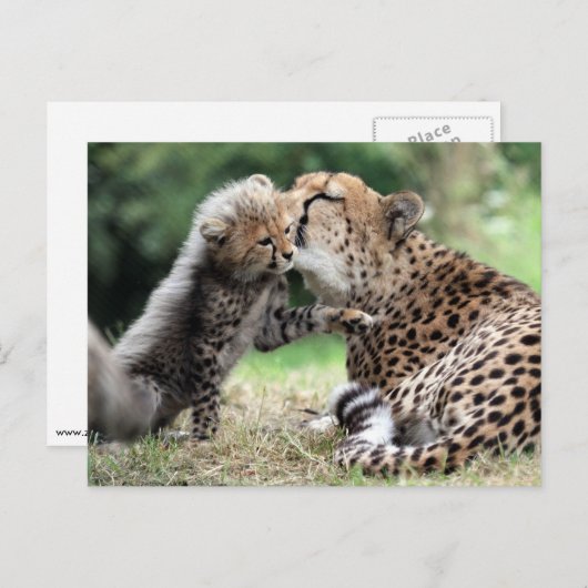 Cheetah Briefkaart (Voorkant / Achterkant)