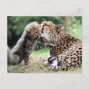 Cheetah Briefkaart