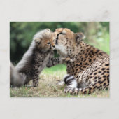 Cheetah Briefkaart (Voorkant)