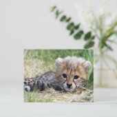 Cheetah Briefkaart (Staand voorkant)