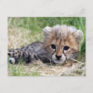 Cheetah Briefkaart