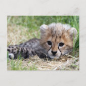 Cheetah Briefkaart (Voorkant)