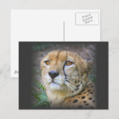 cheetah briefkaart (Voorkant / Achterkant)
