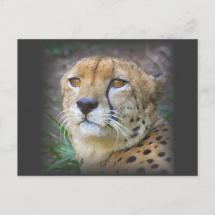 cheetah briefkaart