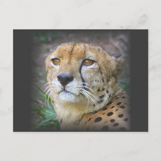 cheetah briefkaart (Voorkant)
