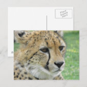 Cheetah Briefkaart (Voorkant / Achterkant)