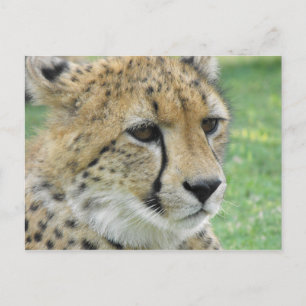 Cheetah Briefkaart