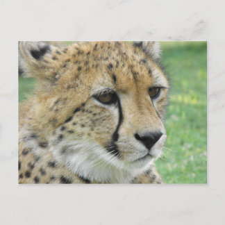 Cheetah Briefkaart