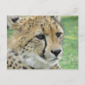 Cheetah Briefkaart (Voorkant)