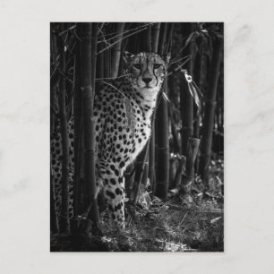 Cheetah Briefkaart