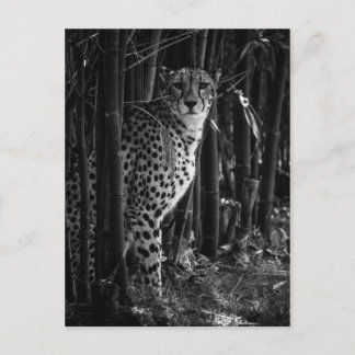Cheetah Briefkaart