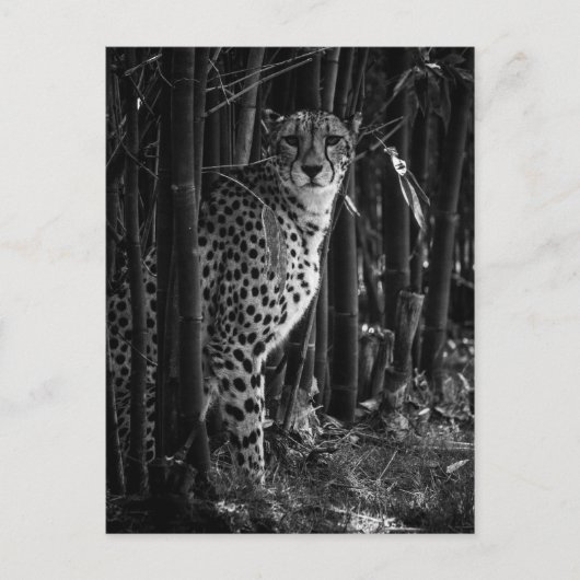 Cheetah Briefkaart (Voorkant)
