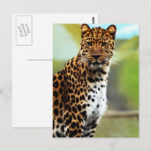 Cheetah Briefkaart (Voorkant / Achterkant)